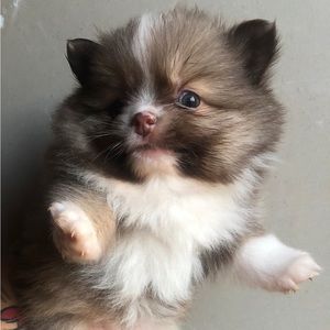 Meet your Posher, González